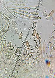 Attēlu rezultāti vaicājumam “Calocera glossoides”
