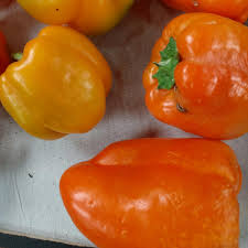Afbeeldingsresultaat voor orange sun sweet pepper