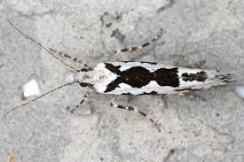 Attēlu rezultāti vaicājumam “Ypsolopha sequella”