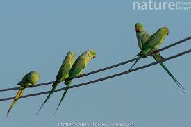 Image result for Psittacula krameri