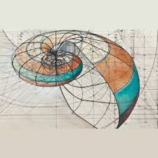 Image result for numero aureo