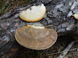 Attēlu rezultāti vaicājumam “Ischnoderma benzoinum”