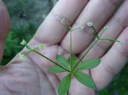Attēlu rezultāti vaicājumam “Galium triflorum fruit”