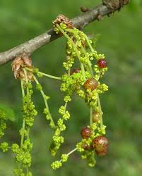 Attēlu rezultāti vaicājumam “Quercus robur male flower”