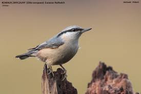 Image result for Sitta europaea