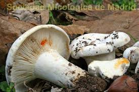 Attēlu rezultāti vaicājumam “Lactarius bertillonii”