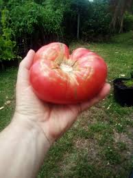 Afbeeldingsresultaat voor caspian pink tomato