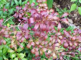 Attēlu rezultāti vaicājumam “Forsythia viridissima flower”