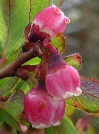 Attēlu rezultāti vaicājumam “Vaccinium uliginosum bud”