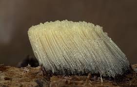 Attēlu rezultāti vaicājumam “Stemonitis flavogenita”