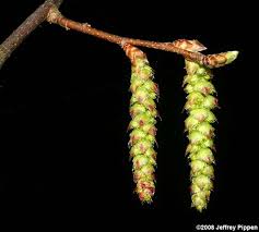 Attēlu rezultāti vaicājumam “Carpinus caroliniana male flower”