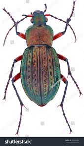 Attēlu rezultāti vaicājumam “Carabus cancellatus”