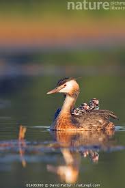 Attēlu rezultāti vaicājumam “Podiceps cristatus juvenile”