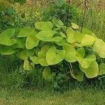 Attēlu rezultāti vaicājumam “Ligularia sibirica”