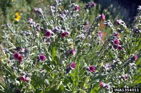 Attēlu rezultāti vaicājumam “Cynoglossum officinale”