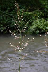 Attēlu rezultāti vaicājumam “Arrhenatherum elatius”