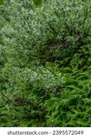 Attēlu rezultāti vaicājumam “Salix lapponum”