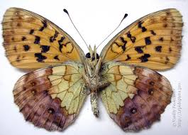 Attēlu rezultāti vaicājumam “Brenthis daphne underside”