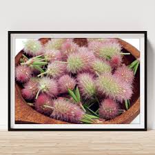 Attēlu rezultāti vaicājumam “Trifolium arvense fruit”