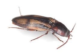 Attēlu rezultāti vaicājumam “Selatosomus cruciatus”