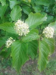 Attēlu rezultāti vaicājumam “Acer tataricum bud”