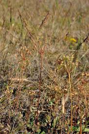 Attēlu rezultāti vaicājumam “Androsace septentrionalis”