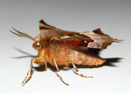 Attēlu rezultāti vaicājumam “Selenia dentaria”