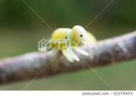 Attēlu rezultāti vaicājumam “Cimbex femoratus larva”