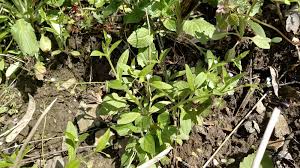 Attēlu rezultāti vaicājumam “Myosotis sparsiflora”