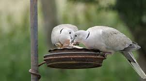 Attēlu rezultāti vaicājumam “Columbiformes”