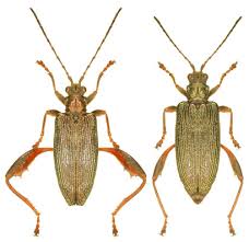 Attēlu rezultāti vaicājumam “Donacia clavipes”