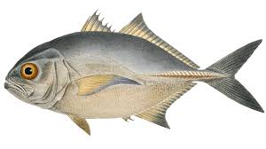 Image result for Caranx latus