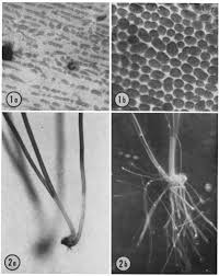 Attēlu rezultāti vaicājumam “Nitella sp.”