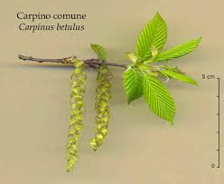 Attēlu rezultāti vaicājumam “Carpinus betulus male flower”