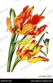 Attēlu rezultāti vaicājumam “Tulipa gesneriana flower”