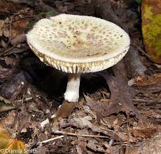 Attēlu rezultāti vaicājumam “Amanita citrina”