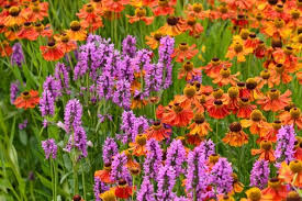 Attēlu rezultāti vaicājumam “Stachys officinalis”