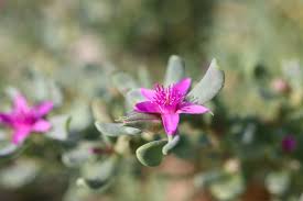 Attēlu rezultāti vaicājumam “Lycogala persicum sessile”