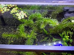 「水蘊草」的圖片搜尋結果