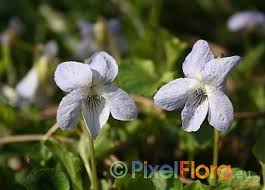 Attēlu rezultāti vaicājumam “Viola riviniana flower”