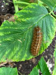 Attēlu rezultāti vaicājumam “Spilosoma lutea larva”