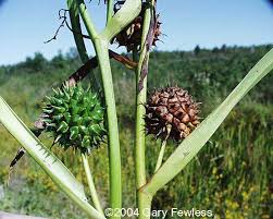 Attēlu rezultāti vaicājumam “Sparganiaceae”