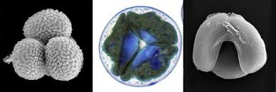 Attēlu rezultāti vaicājumam “Fossombronia wondraczekii sporophyte”