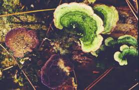 Attēlu rezultāti vaicājumam “Trichaptum abietinum”