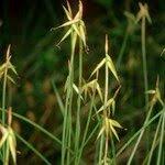 Attēlu rezultāti vaicājumam “Carex pauciflora”