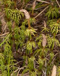 Attēlu rezultāti vaicājumam “Equisetum pratense”