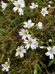 Attēlu rezultāti vaicājumam “Cerastium arvense flower”