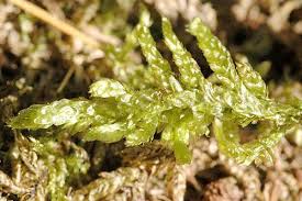 Attēlu rezultāti vaicājumam “Pleurozium schreberi sporophyte”