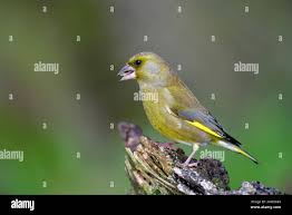 Attēlu rezultāti vaicājumam “Chloris chloris male”