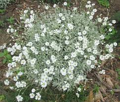 Attēlu rezultāti vaicājumam “Cerastium tomentosum”
